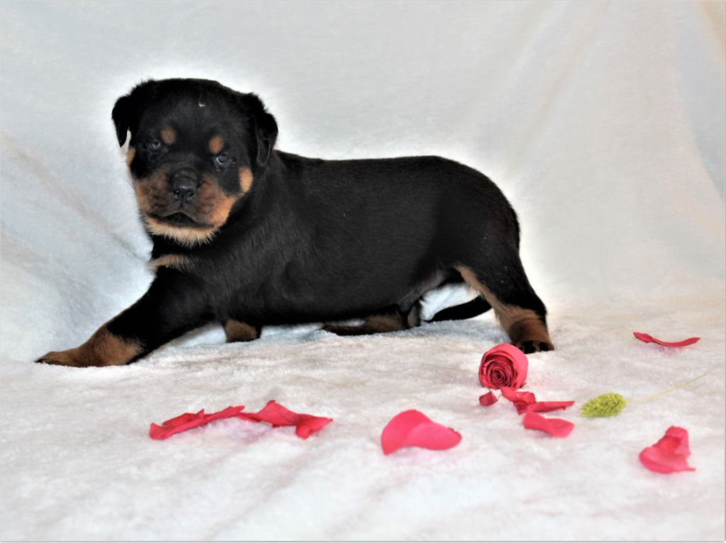 De La Forteresse Des Molosses - Chiots disponibles - Rottweiler